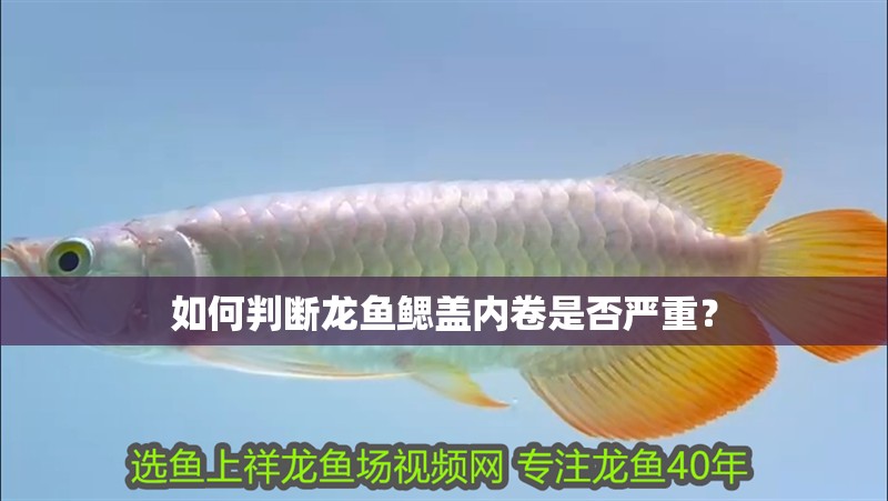 如何判斷龍魚鰓蓋內卷是否嚴重？