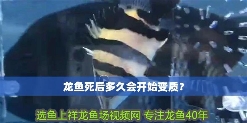 龍魚死后多久會開始變質？