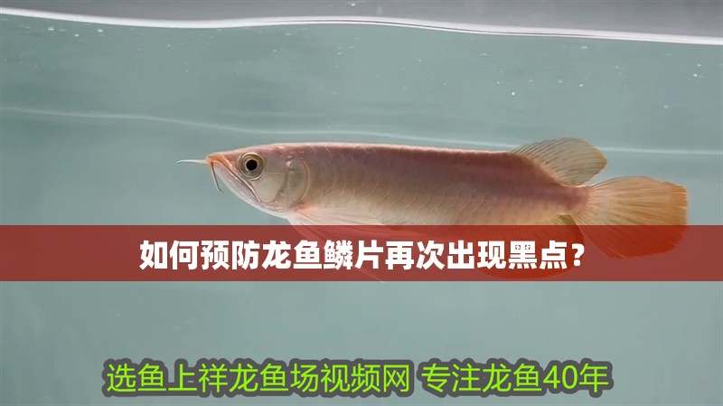 如何預防龍魚鱗片再次出現黑點？