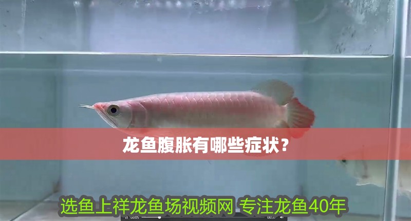 龍魚腹脹有哪些癥狀？