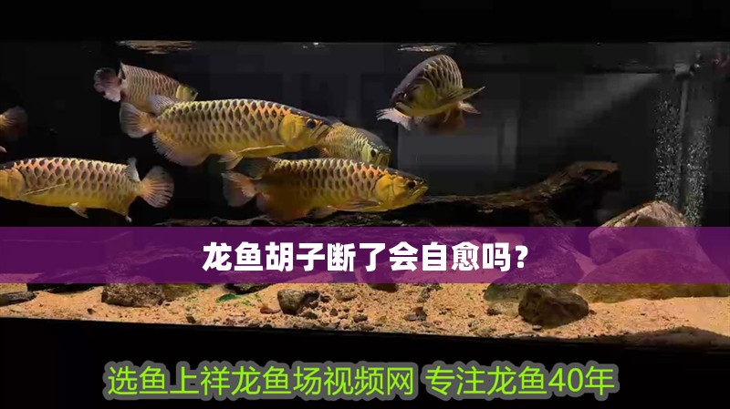 龍魚胡子斷了會自愈嗎？ 龍魚胡子斷了會自愈嗎？ 龍魚百科