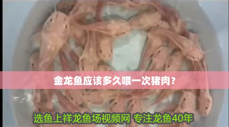 金龍魚應該多久喂一次豬肉？