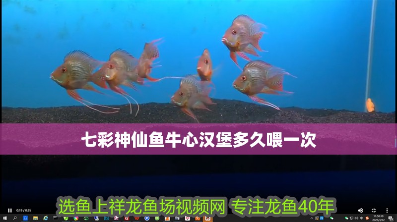 七彩神仙魚牛心漢堡多久喂一次