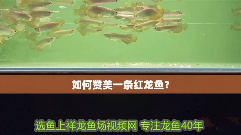 如何贊美一條紅龍魚？