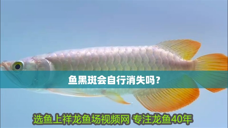 魚黑斑會自行消失嗎？