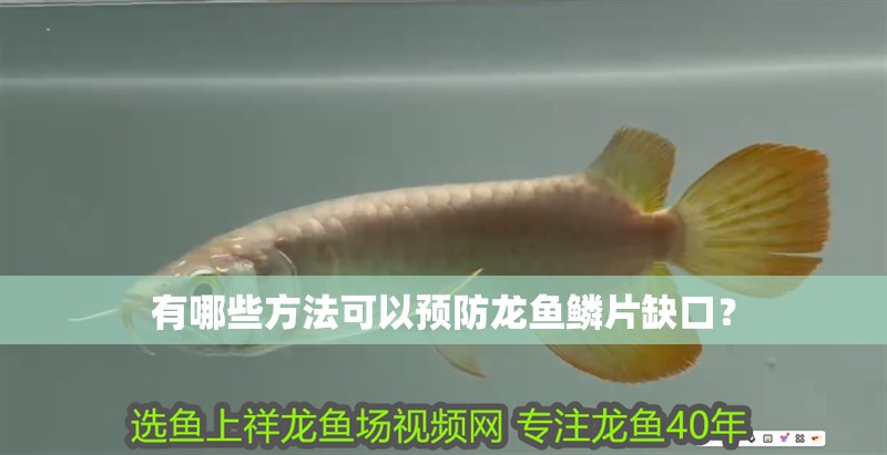 有哪些方法可以預防龍魚鱗片缺口？