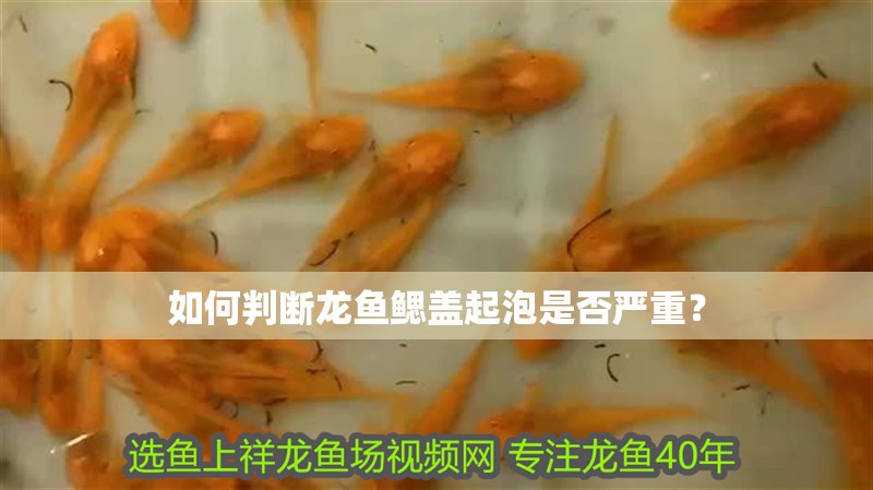 如何判斷龍魚鰓蓋起泡是否嚴重？