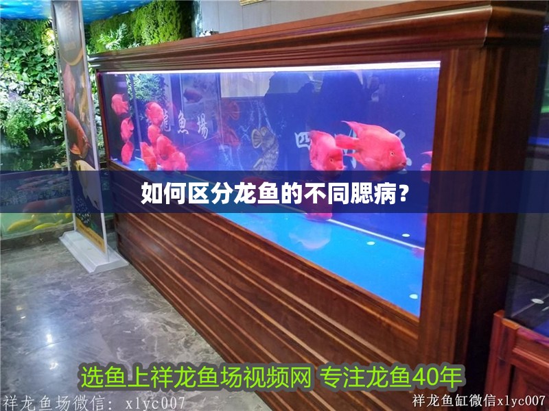 如何區分龍魚的不同腮病？