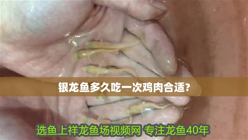 銀龍魚多久吃一次雞肉合適？