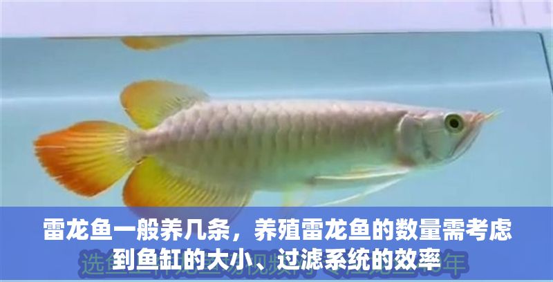 雷龍魚一般養幾條，養殖雷龍魚的數量需考慮到魚缸的大小、過濾系統的效率