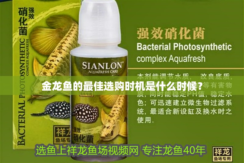 金龍魚的最佳選購時機是什么時候？