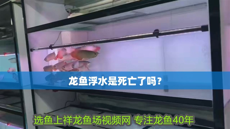 龍魚浮水是死亡了嗎？
