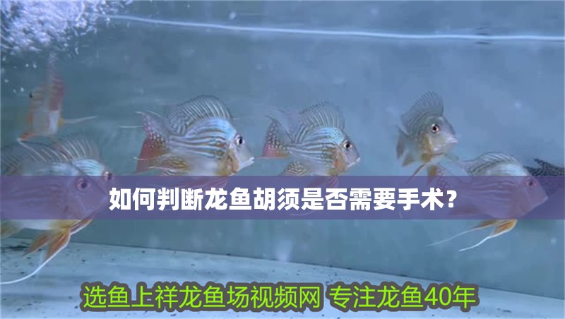 如何判斷龍魚胡須是否需要手術(shù)？