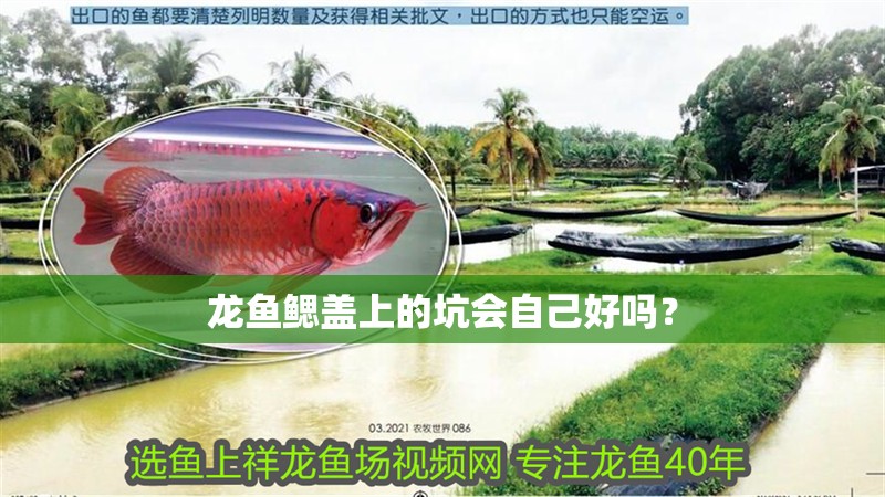 龍魚鰓蓋上的坑會自己好嗎？