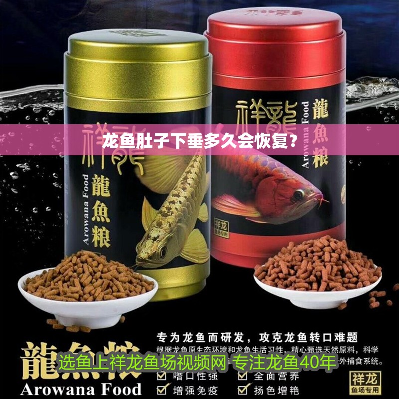 龍魚肚子下垂多久會恢復(fù)？
