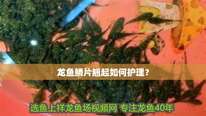 龍魚鱗片翹起如何護理？