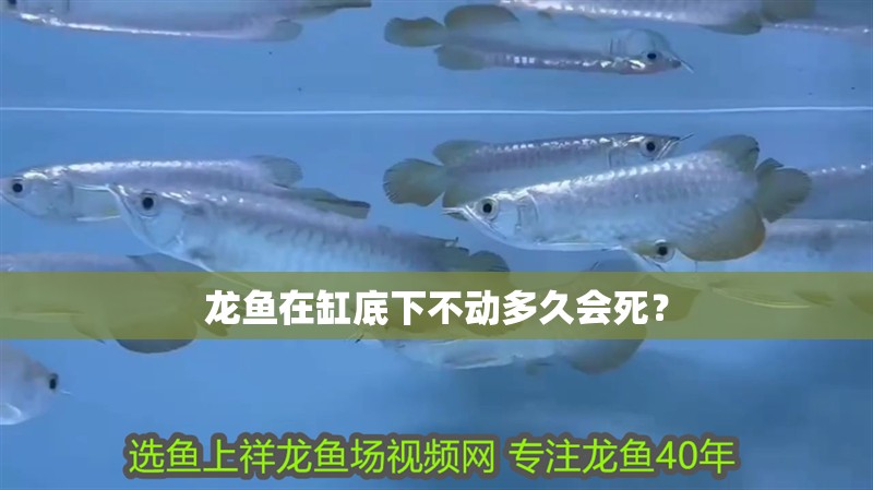 詳細閱讀:龍魚在缸底下不動多久會死? 龍魚在缸底下不動多久會死?
