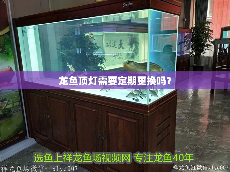 龍魚頂燈需要定期更換嗎？