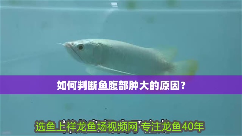 如何判斷魚腹部腫大的原因？ 如何判斷魚腹部腫大的原因？ 龍魚百科