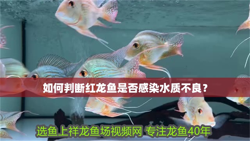 如何判斷紅龍魚是否感染水質不良？