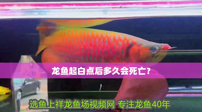 龍魚起白點后多久會死亡？