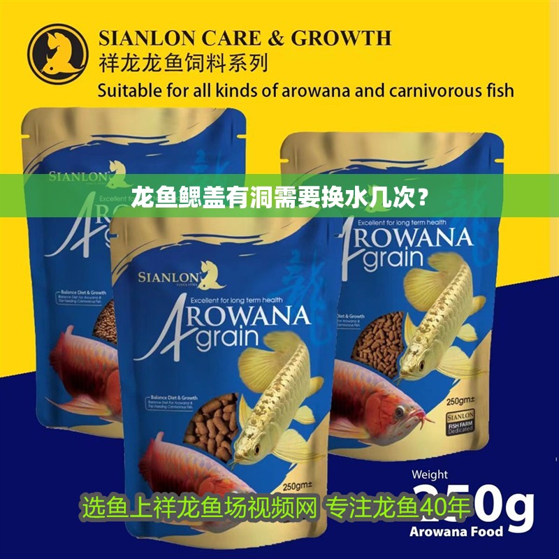龍魚鰓蓋有洞需要換水幾次？