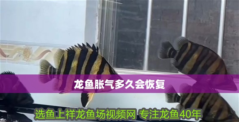 龍魚脹氣多久會恢復