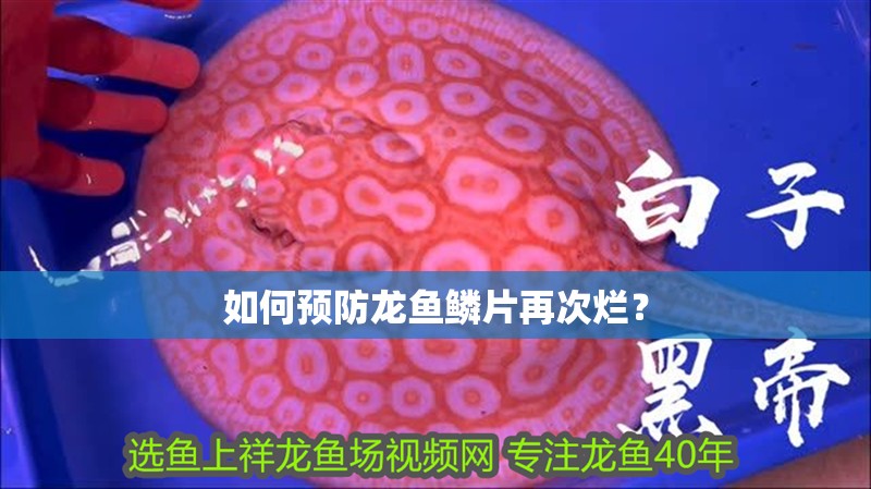 如何預防龍魚鱗片再次爛？
