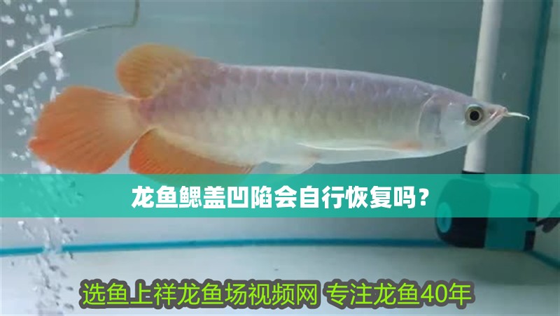龍魚鰓蓋凹陷會自行恢復嗎？