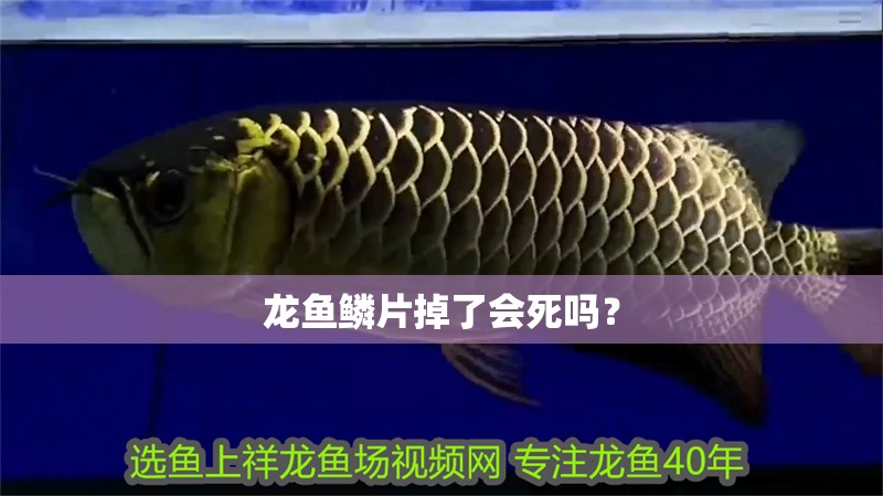 龍魚鱗片掉了會死嗎？