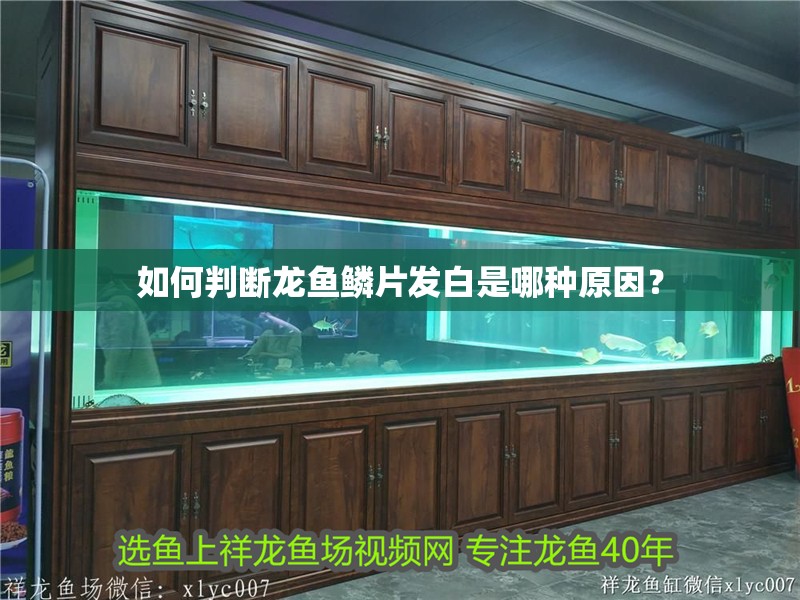 如何判斷龍魚鱗片發白是哪種原因？