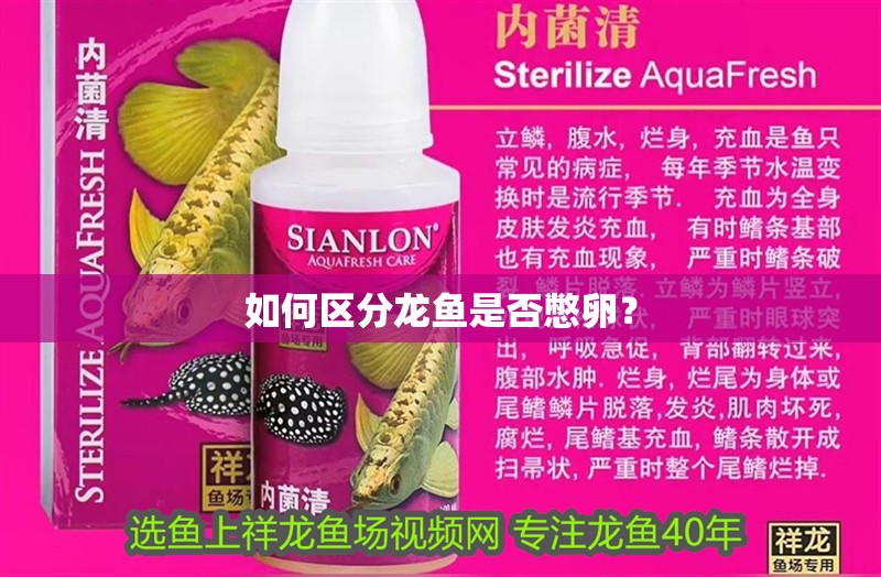 如何區分龍魚是否憋卵？