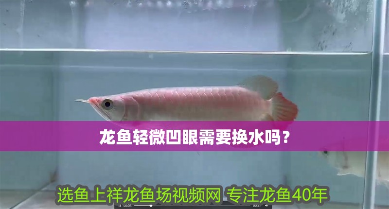 龍魚輕微凹眼需要換水嗎？