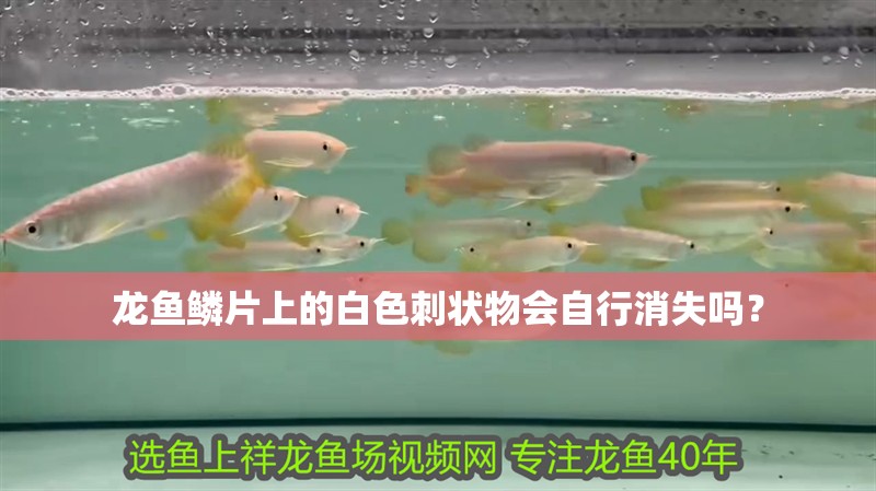 龍魚(yú)鱗片上的白色刺狀物會(huì)自行消失嗎？ 龍魚(yú)鱗片上的白色刺狀物會(huì)自行消失嗎？ 龍魚(yú)百科