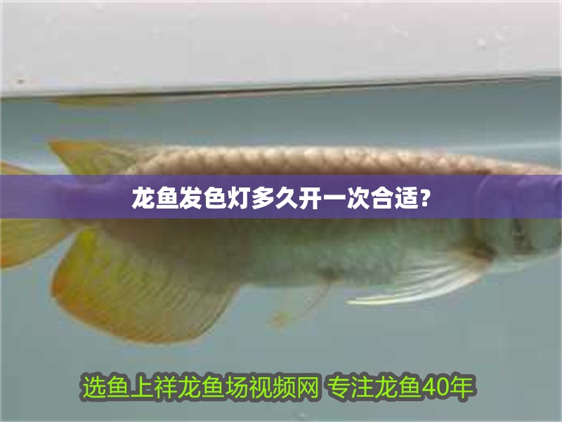 龍魚發(fā)色燈多久開一次合適？ 龍魚發(fā)色燈多久開一次合適？ 龍魚百科