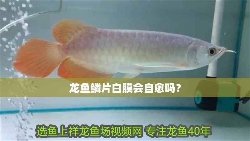 龍魚鱗片白膜會自愈嗎？