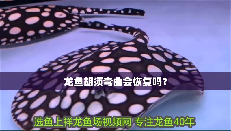 龍魚胡須彎曲會(huì)恢復(fù)嗎？
