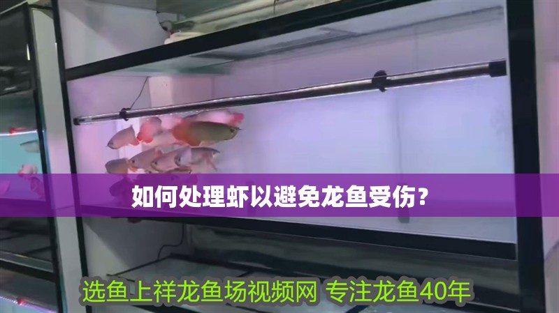 如何處理蝦以避免龍魚受傷？