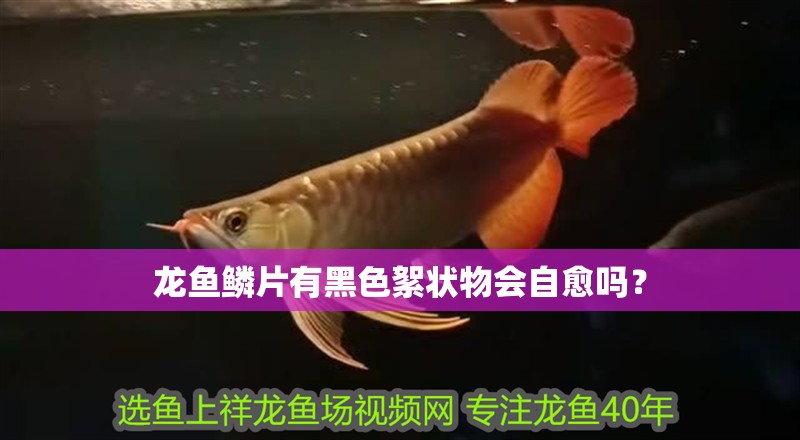 龍魚鱗片有黑色絮狀物會自愈嗎？