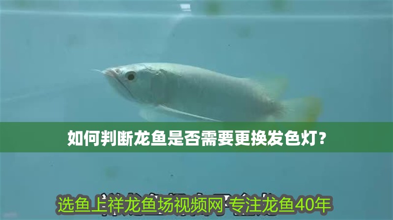 龍魚干蝦有營養(yǎng)嗎 如何判斷龍魚是否需要更換發(fā)色燈? 龍魚百科 如何判斷龍魚是否需要更換發(fā)色燈? 如何判斷龍魚是否需要更換發(fā)色燈? 龍魚百科