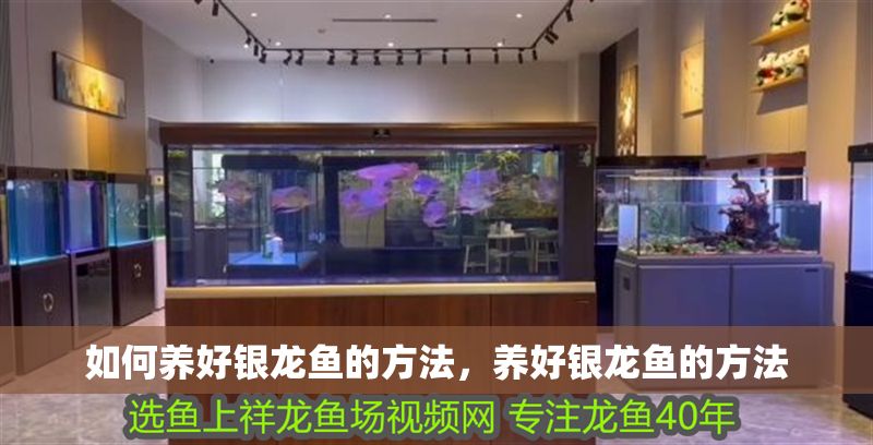 如何養好銀龍魚的方法，養好銀龍魚的方法