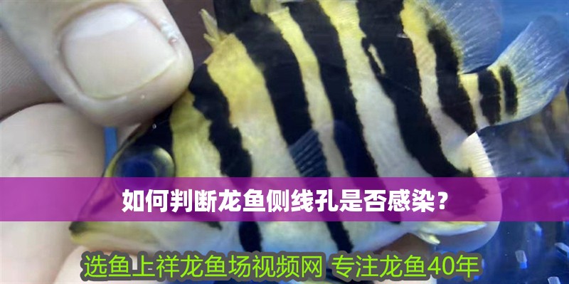 如何判斷龍魚側線孔是否感染？