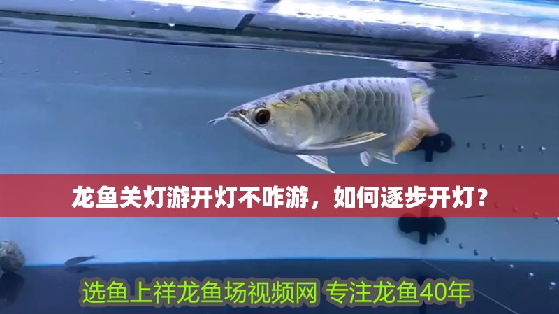 龍魚關燈游開燈不咋游，如何逐步開燈？ 龍魚關燈游開燈不咋游，如何逐步開燈？ 龍魚百科