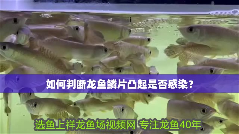 如何判斷龍魚鱗片凸起是否感染？