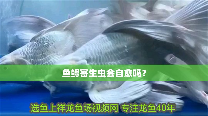 魚鰓寄生蟲會(huì)自愈嗎？