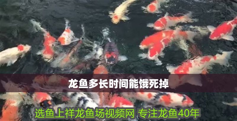 龍魚多長時間能餓死掉