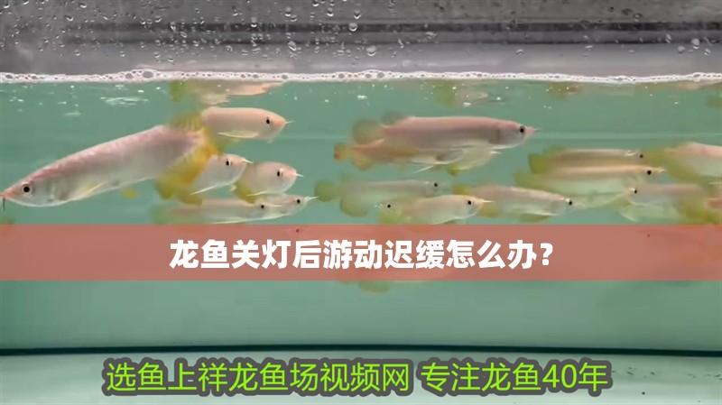龍魚關(guān)燈后游動(dòng)遲緩怎么辦？