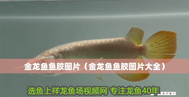 金龍魚(yú)魚(yú)膠圖片（金龍魚(yú)魚(yú)膠圖片大全）