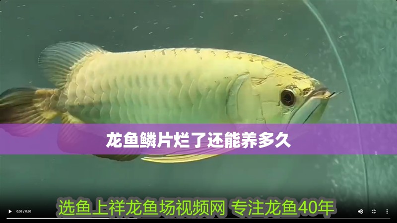 龍魚鱗片爛了還能養(yǎng)多久