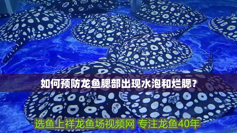 如何預防龍魚腮部出現水泡和爛腮？